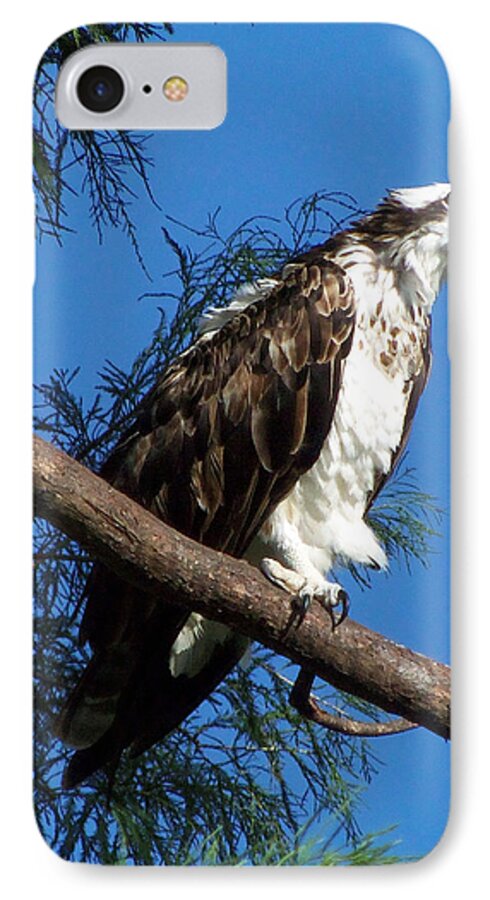 Osprey iPhone 8 Case featuring the photograph Osprey 102 by Christopher Mercer
