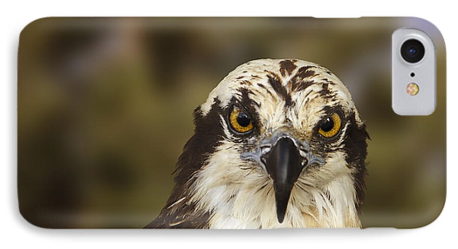 Animal iPhone 8 Case featuring the photograph Osprey by Brian Cross