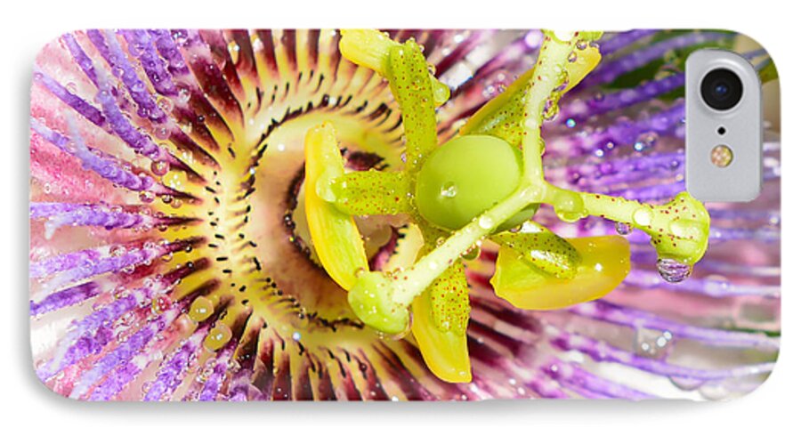 Passiflora iPhone 8 Case featuring the photograph Passiflora The Passion Flower by Olga Hamilton