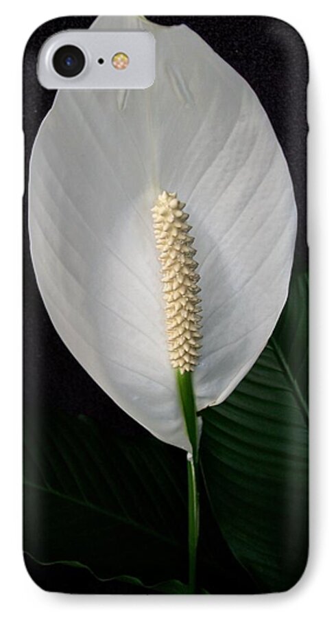 Lily iPhone 8 Case featuring the photograph Peace Lily by Sharon Duguay