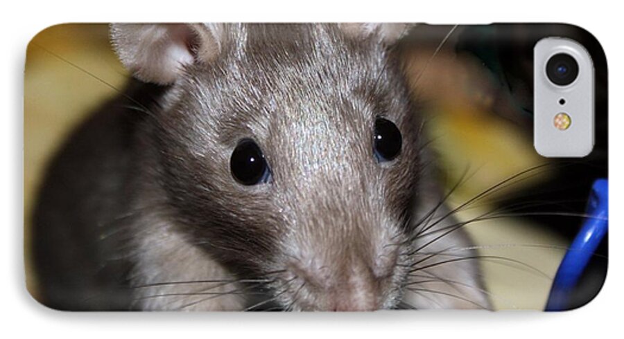 Rat iPhone 8 Case featuring the photograph Pearl by Dawn Boswell Burke
