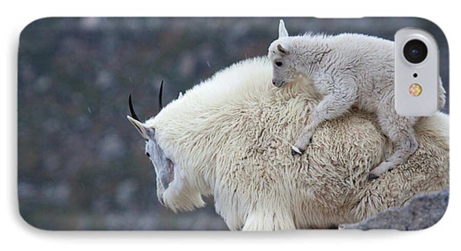 Mountain Goats Print iPhone 8 Case featuring the photograph Piggyback Ride by Jim Garrison
