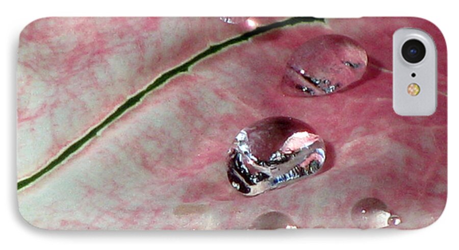 Caladium iPhone 8 Case featuring the photograph Pink Fancy Leaf Caladium - September Tears by Pamela Critchlow