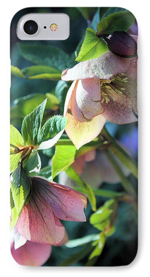 Flora iPhone 8 Case featuring the photograph Pink Hellebore by Gerry Bates