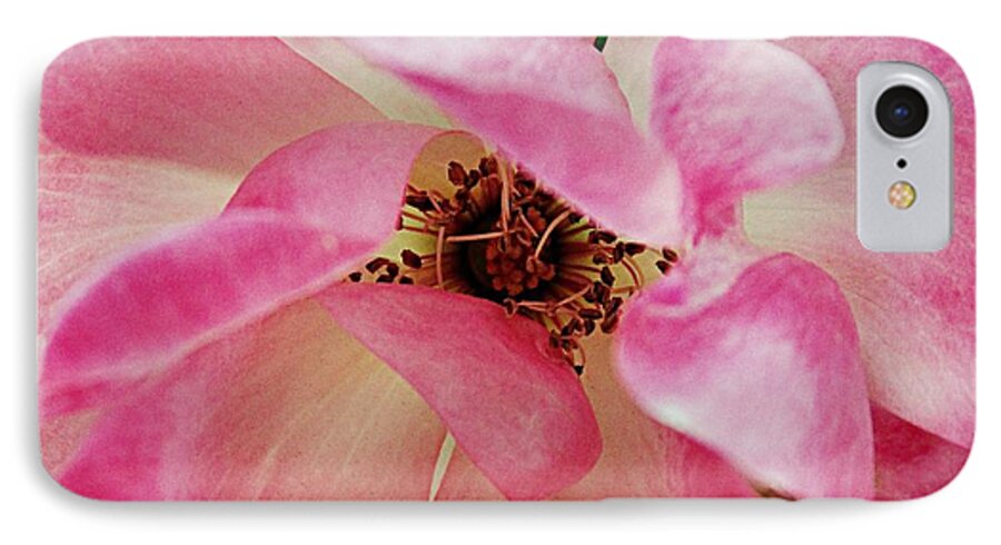 Knock Out Rose iPhone 8 Case featuring the photograph Pink Knock Out by Geri Glavis