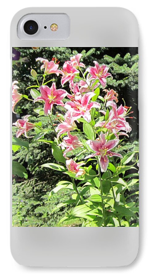 Landscape iPhone 8 Case featuring the photograph Pink Stargazer Lilies-greeting card by Glenda Crigger