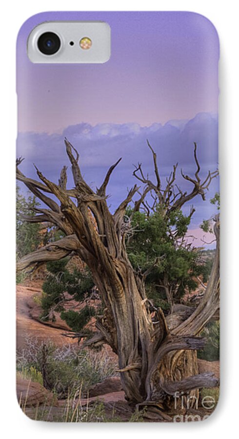 Pinon At Sunset iPhone 8 Case featuring the photograph Pinon Pine by David Waldrop