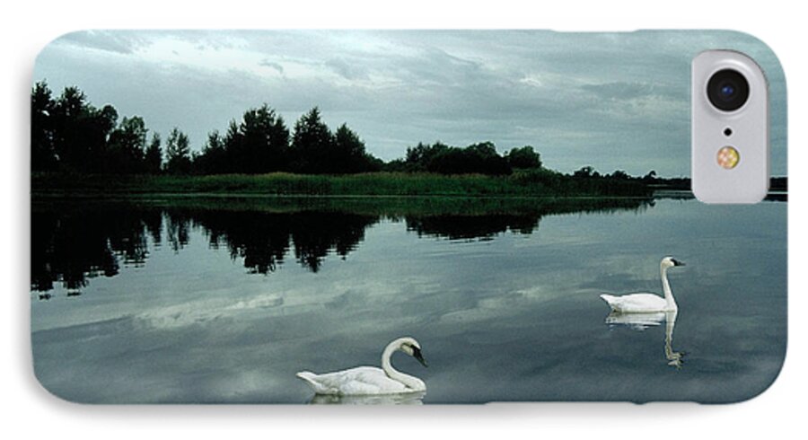 Trumpeter Swans iPhone 8 Case featuring the photograph Point Serenity by Jon Lord