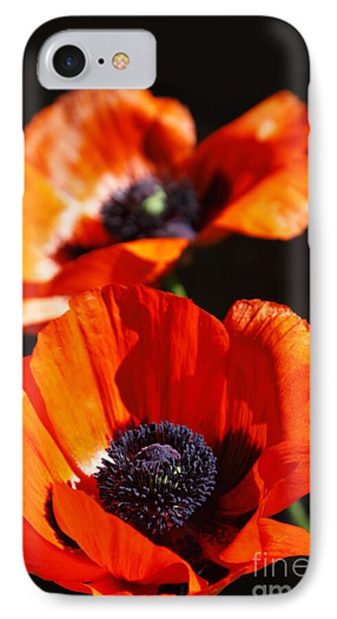 Poppy iPhone 8 Case featuring the photograph Poppy Flower Pair by Lincoln Rogers