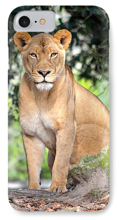 Jacksonville iPhone 8 Case featuring the photograph Portrait of a Proud Lioness by Richard Bryce and Family
