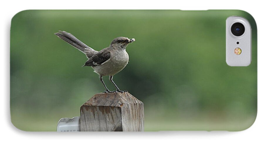 Bird iPhone 8 Case featuring the photograph Posted by Eric Liller