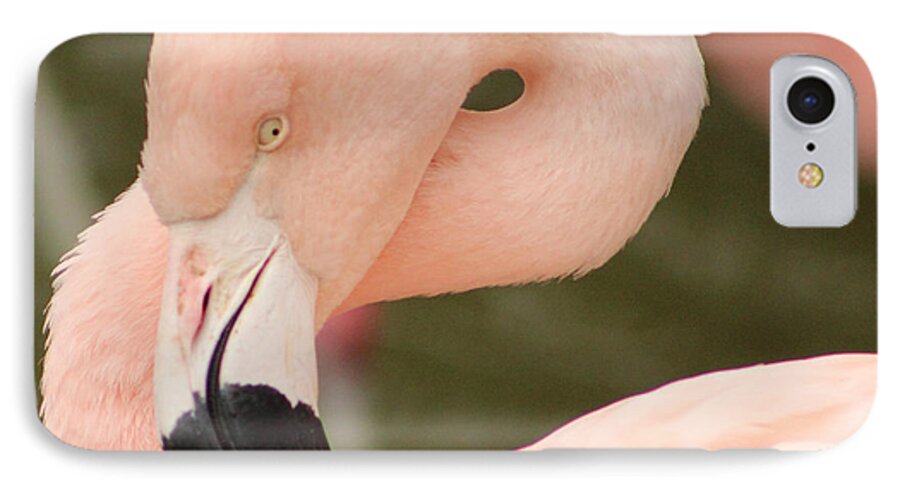 Animal iPhone 8 Case featuring the photograph Pretty in Pink by Deana Glenz