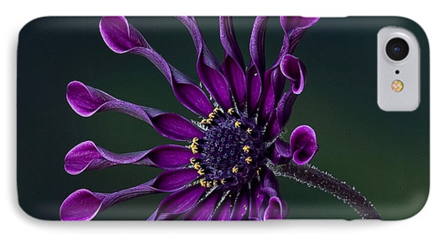 Daisy iPhone 8 Case featuring the photograph Purple African Daisy by Shirley Mangini