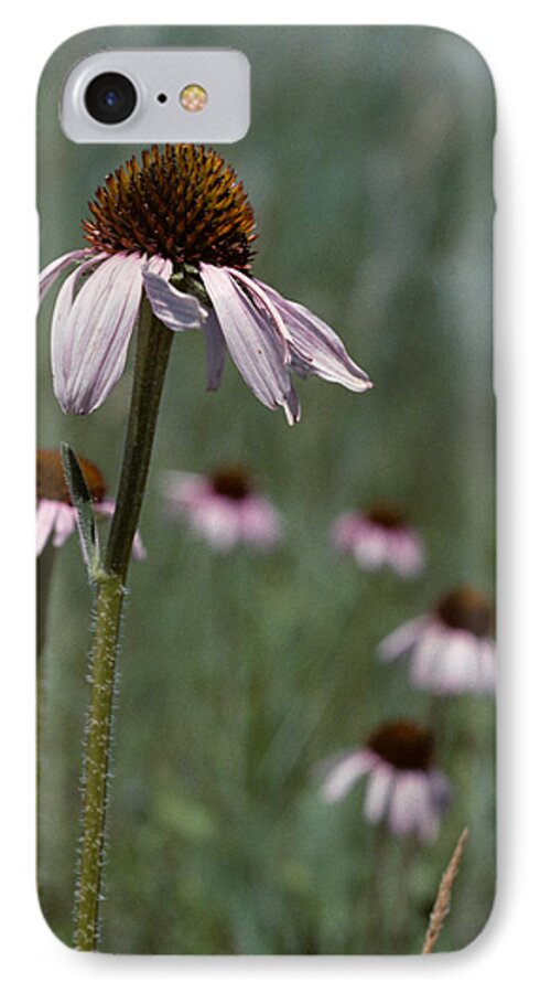 Badlands iPhone 8 Case featuring the photograph Purple Coneflower by Jeff Goulden