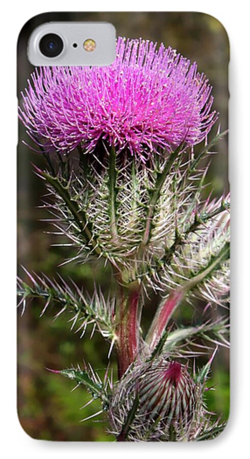 Florida iPhone 8 Case featuring the photograph Purple Thistle by Debra Forand