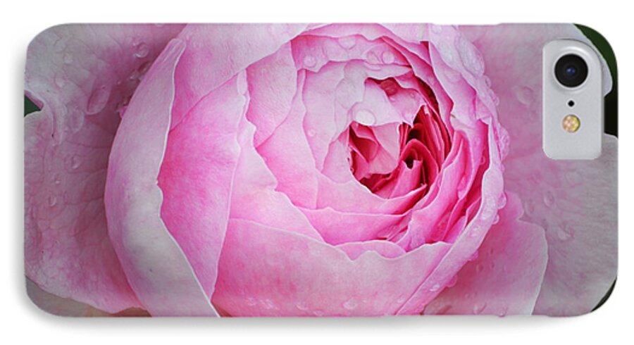 Roses iPhone 8 Case featuring the photograph Rain On Pink. by Terence Davis
