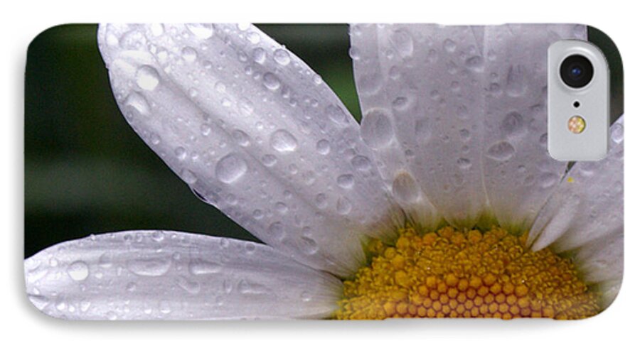 Flower iPhone 8 Case featuring the photograph Rainy Day Daisy by Kevin Fortier