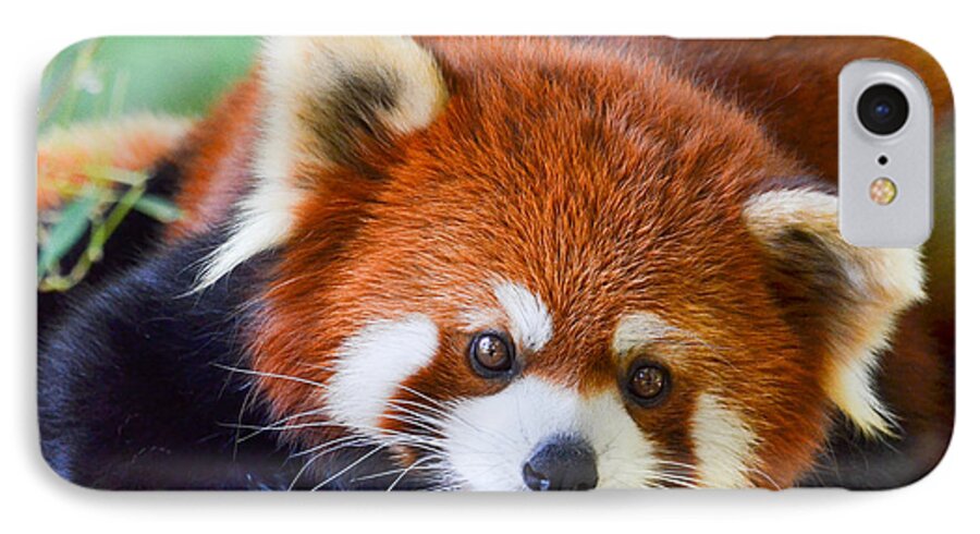 Red Panda Bear iPhone 8 Case featuring the photograph Red Panda by Michael Hubley