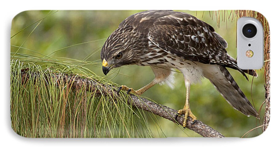 Red-shouldered Hawk iPhone 8 Case featuring the photograph Red Shouldered Hawk Photo by Meg Rousher