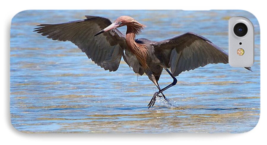 Reddish Egret iPhone 8 Case featuring the photograph Reddish Tent by David Beebe