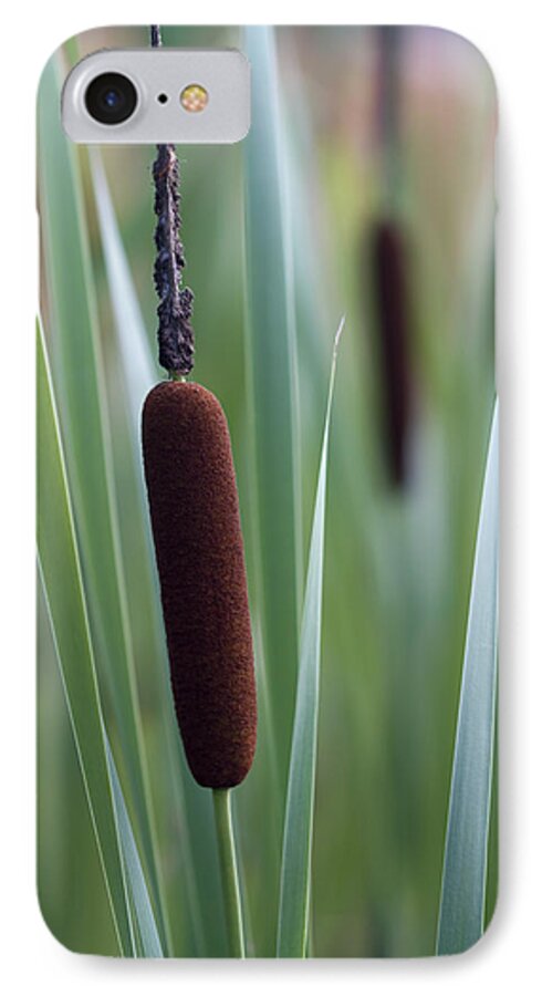 Typha Latifolia iPhone 8 Case featuring the photograph Regal American Cattails by Kathy Clark