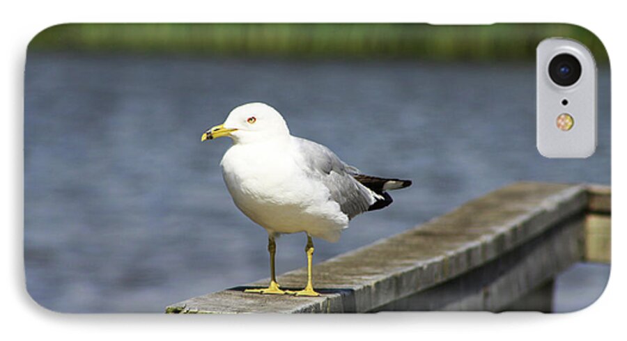 Ring Billed iPhone 8 Case featuring the photograph Ring-Billed Gull by Alyce Taylor