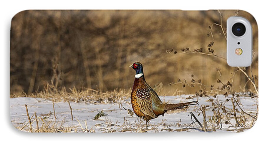 Pheasant iPhone 8 Case featuring the photograph Ringer by Jack Milchanowski