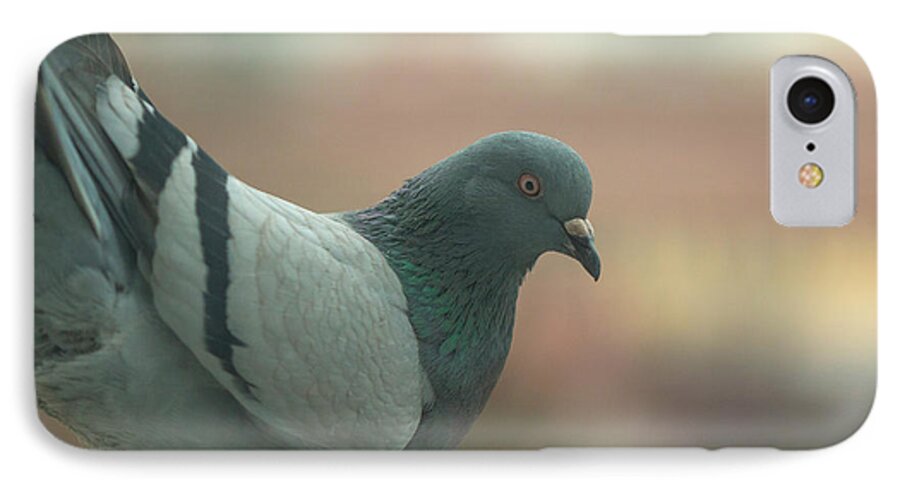 Birds iPhone 8 Case featuring the photograph Rock pigeon by Jivko Nakev