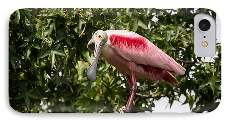 Roseate Spoonbill iPhone 8 Case featuring the photograph Roseate Spoonbill What Are You Looking At 2 by Gregory Daley MPSA