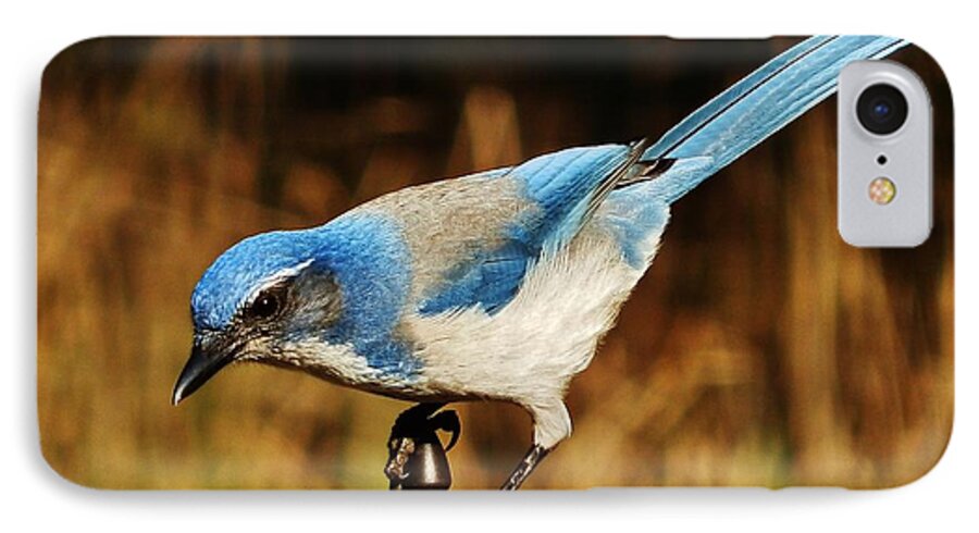 Jay iPhone 8 Case featuring the photograph Scrub Jay by VLee Watson