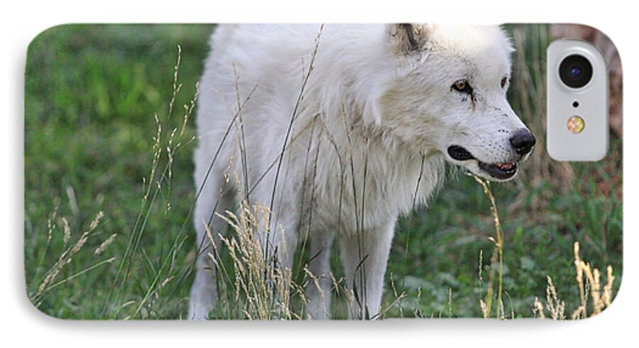 Scruffy White Wolf iPhone 8 Case featuring the photograph Scruffy White Wolf by Kate Purdy