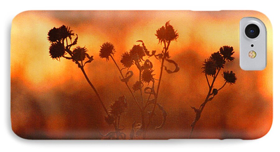 Landscape Paintings iPhone 8 Case featuring the photograph September Sonlight by R Thomas Brass