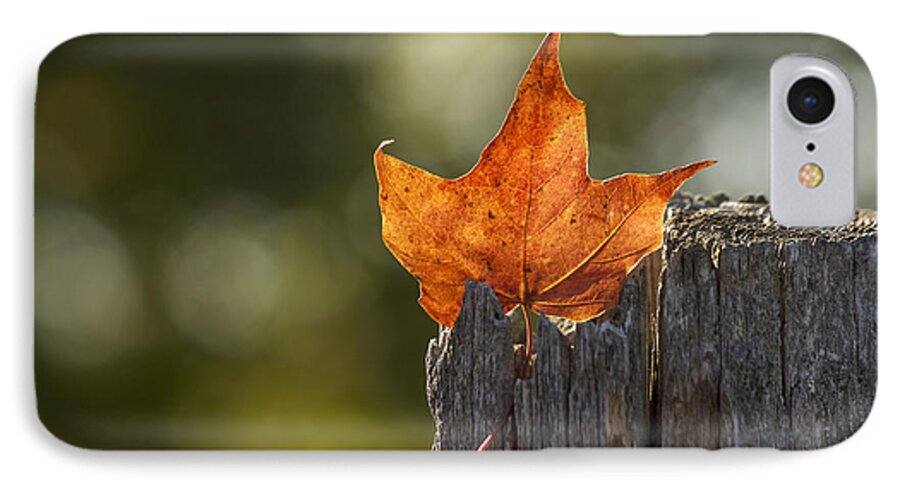 Maple Leaf iPhone 8 Case featuring the photograph Simply Autumn by Penny Meyers
