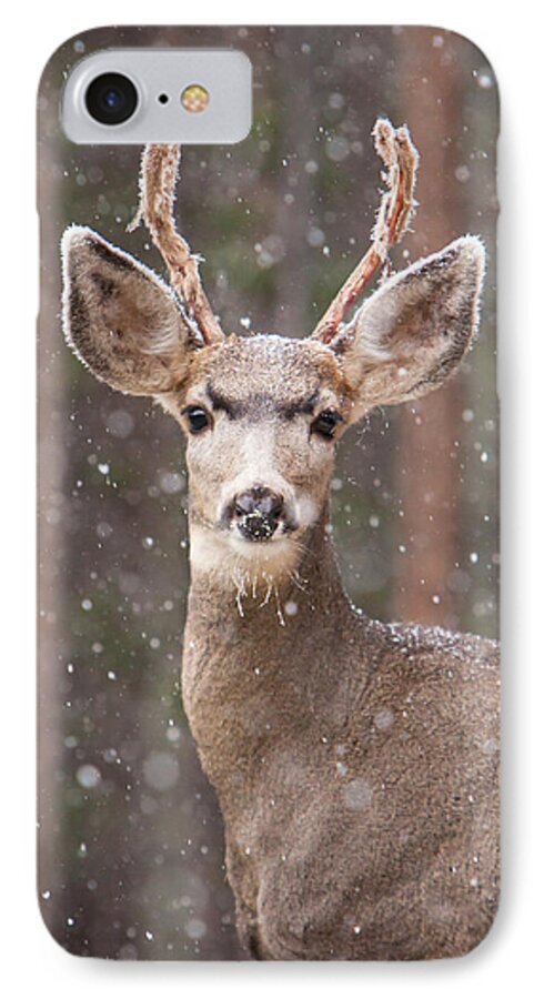 Antler iPhone 8 Case featuring the photograph Snow Deer 1 by John Wadleigh