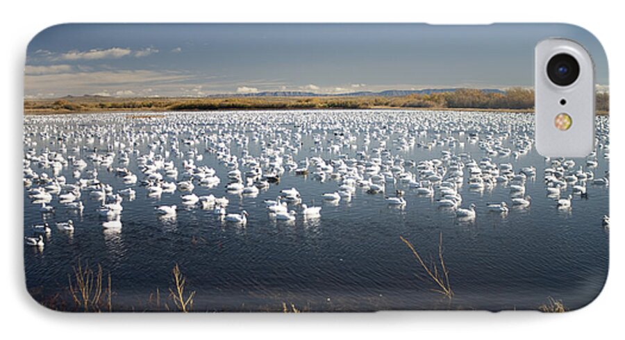 Snow Geese iPhone 8 Case featuring the photograph Snow Geese - Bosque del Apache by John Greco