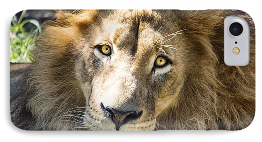 Lion iPhone 8 Case featuring the photograph Soaking Up the Sun by Jaki Miller