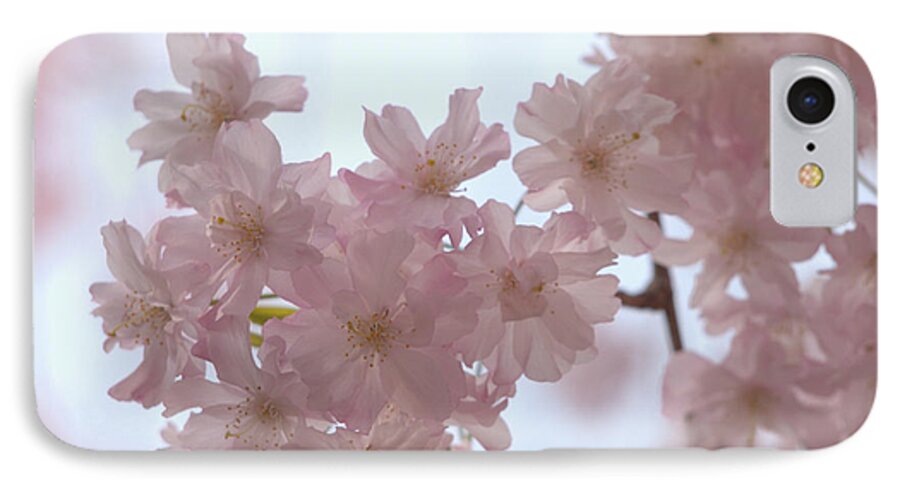 Cherry Blossoms iPhone 8 Case featuring the photograph Soft... by Yuka Kato