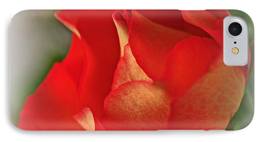 Birthday iPhone 8 Case featuring the photograph Soften Rose by Sandra Clark