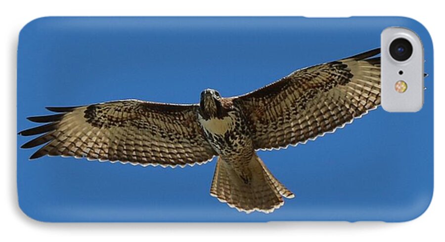 Hawk iPhone 8 Case featuring the photograph Spread Your Wings by Christy Pooschke
