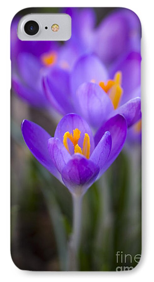 Crocus iPhone 8 Case featuring the photograph Spring has Sprung by Clare Bambers