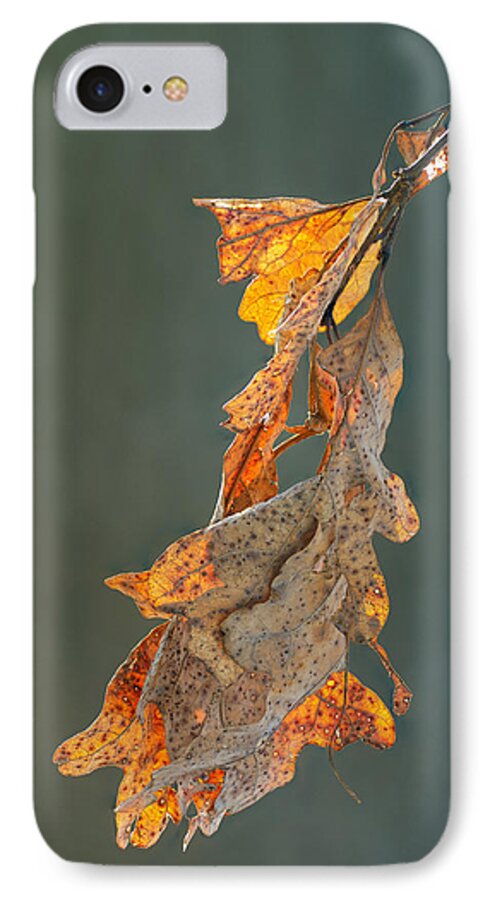Quercus iPhone 8 Case featuring the photograph Spring Sun on Winter Oak Leaves by Jim Zablotny