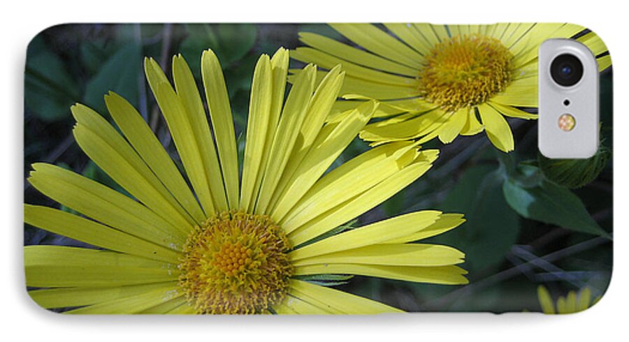 Daisies iPhone 8 Case featuring the photograph Spring Yellow by Cheryl Hoyle