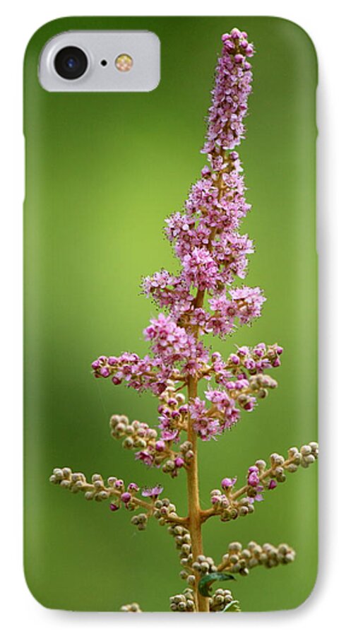 Nature iPhone 8 Case featuring the photograph Steeplebush by David Pickett