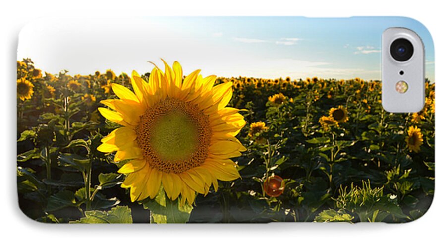 Abstract iPhone 8 Case featuring the photograph Sun and Sunflower 2 by Lyle Crump