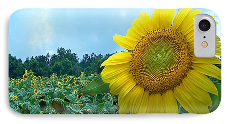 Sunflower Photographs iPhone 8 Case featuring the photograph Sunflower Field of Yellow Sunflowers by Jan Marvin Studios by Jan Marvin