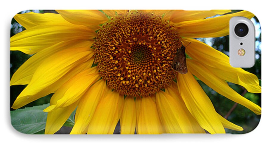 Sunflower iPhone 8 Case featuring the photograph Sunflower by Kara Stewart