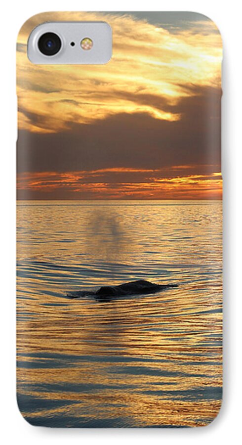 Animal iPhone 8 Case featuring the photograph Sunset Wonder by Deana Glenz