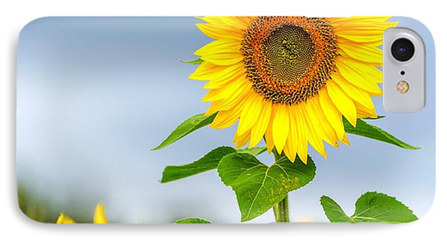 Sunflowers iPhone 8 Case featuring the photograph Taller than most by Mike Ste Marie