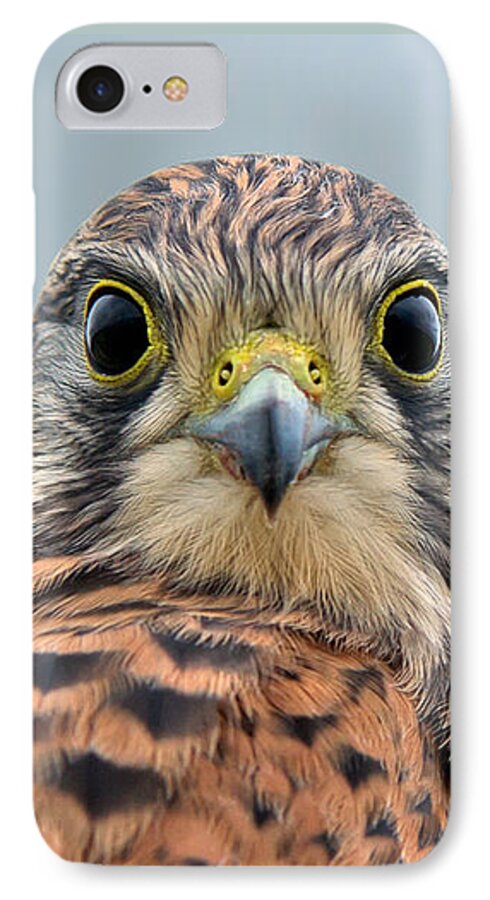 Kestrel iPhone 8 Case featuring the photograph The Kestrel face to face by Torbjorn Swenelius