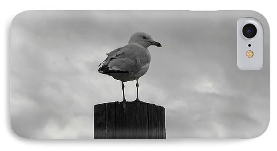 Seagull iPhone 8 Case featuring the photograph The Lookout by Michael Krek